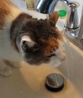 変わった水の飲み方をする猫