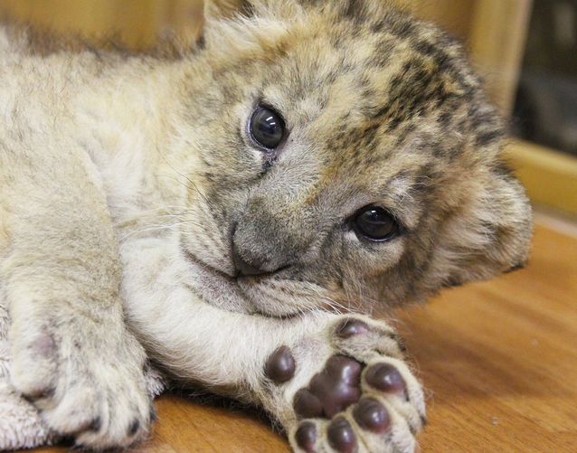 富士サファリパークの赤ちゃんライオンが可愛い トレンドナビ 旬の情報や話題の商品を勝手にお届けします 笑