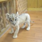 東北サファリパークのホワイトライオンの赤ちゃん、リズムちゃんが可愛すぎる！北海道で被災された方々も癒されてるそうです