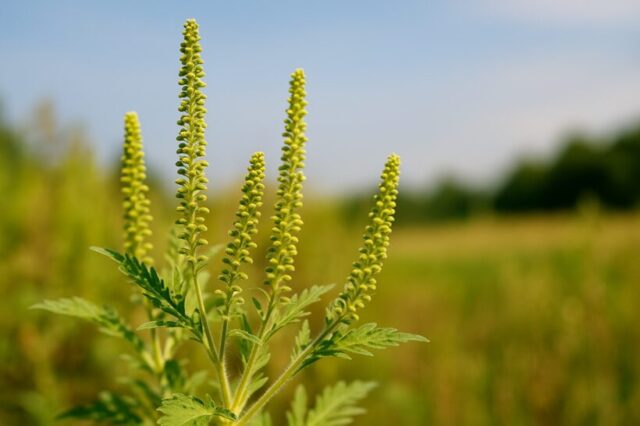 秋の花粉症の原因植物