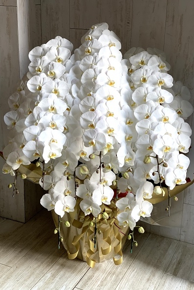 白大輪胡蝶蘭10本立(プレミアガーデン)