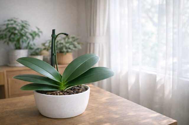 胡蝶蘭の正しい置き場所